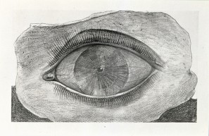 Ein einzelnes, großes Auge.